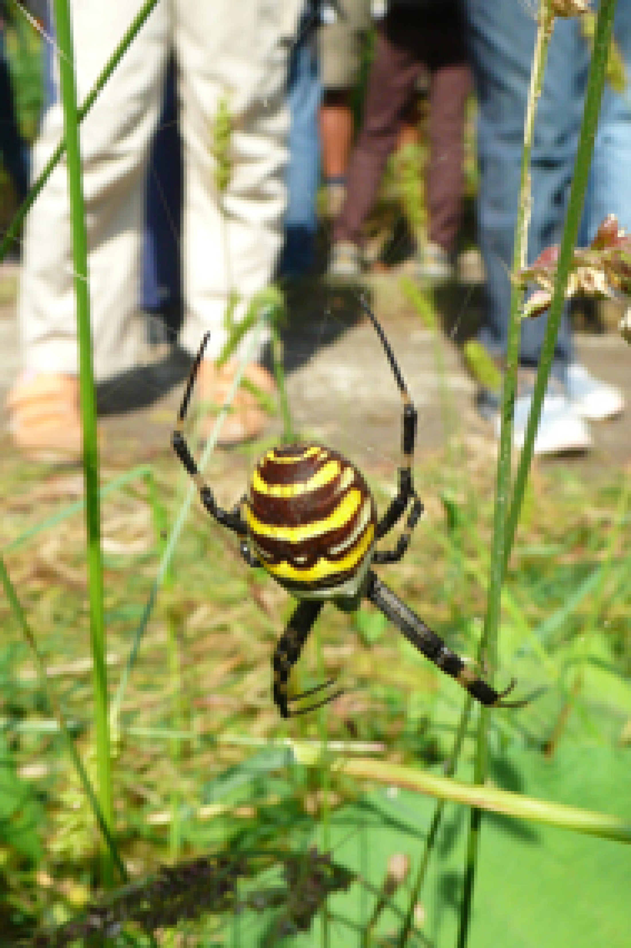 : Wespenspinne (<i>Argiope bruennichi</i>)