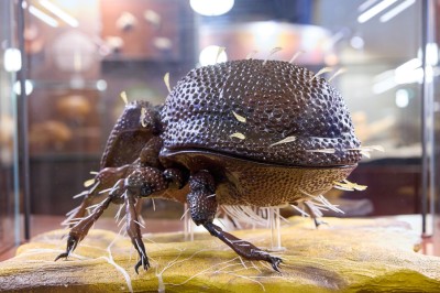 : © Naturhistorisches Museum Wien/APA-Fotoservice/Schedl