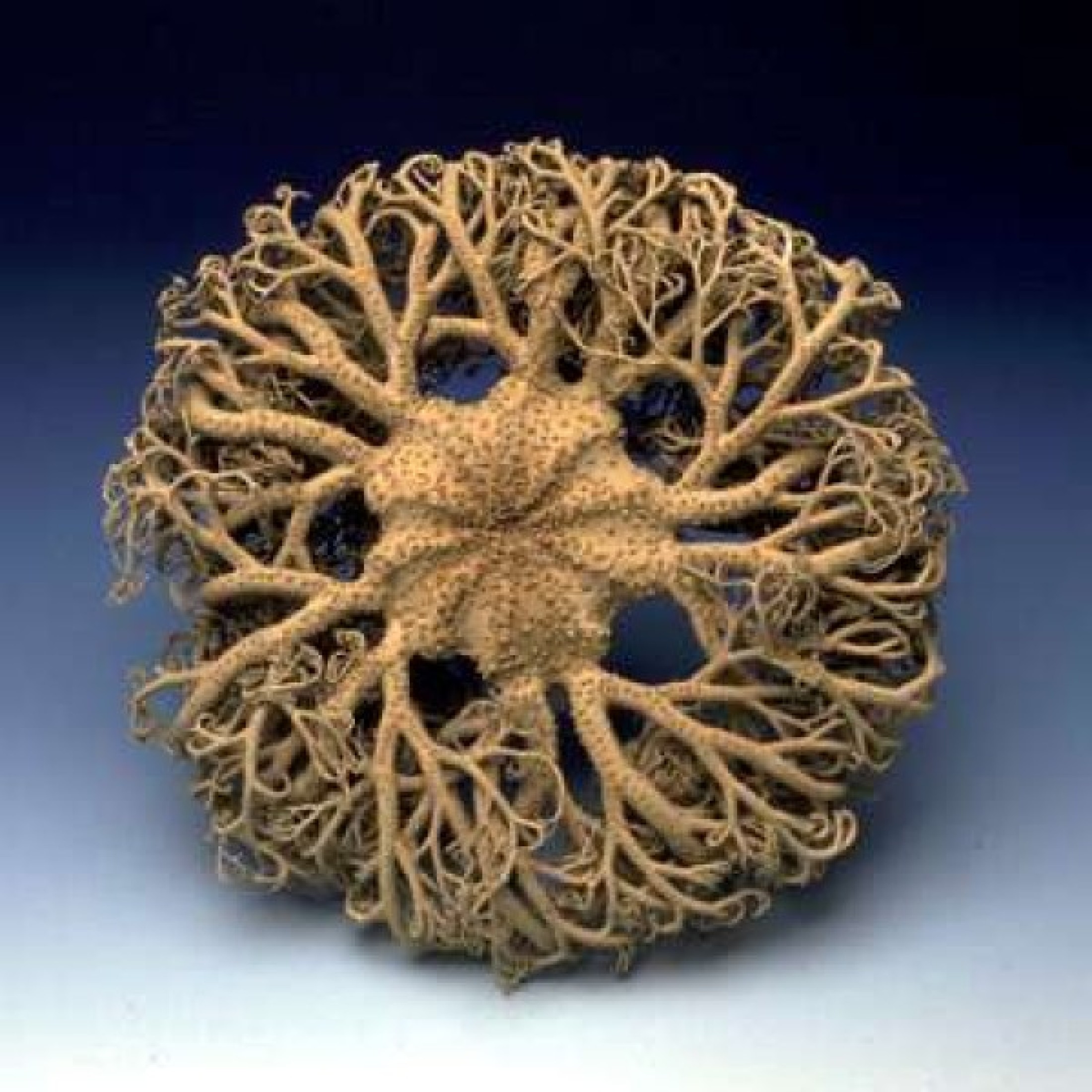 : Gorgonenhaupt, (Gorgonocephalus verrucosus), Die zu den Schlangensternen gehörigen Gorgonenhäupter können bis zu 30 Jahre alt werden. Zur Erbeutung kleinerer Meerestiere fungieren die stark verzweigten Arme als Fangkorb. Die Mundöffnung ist bauchseitig in der Mitte des Körpers. saal 22