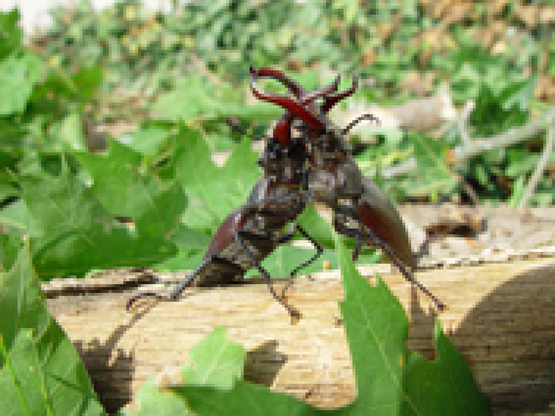 : Hirschkäfermännchen (<i>Lucanus cervus</i>)