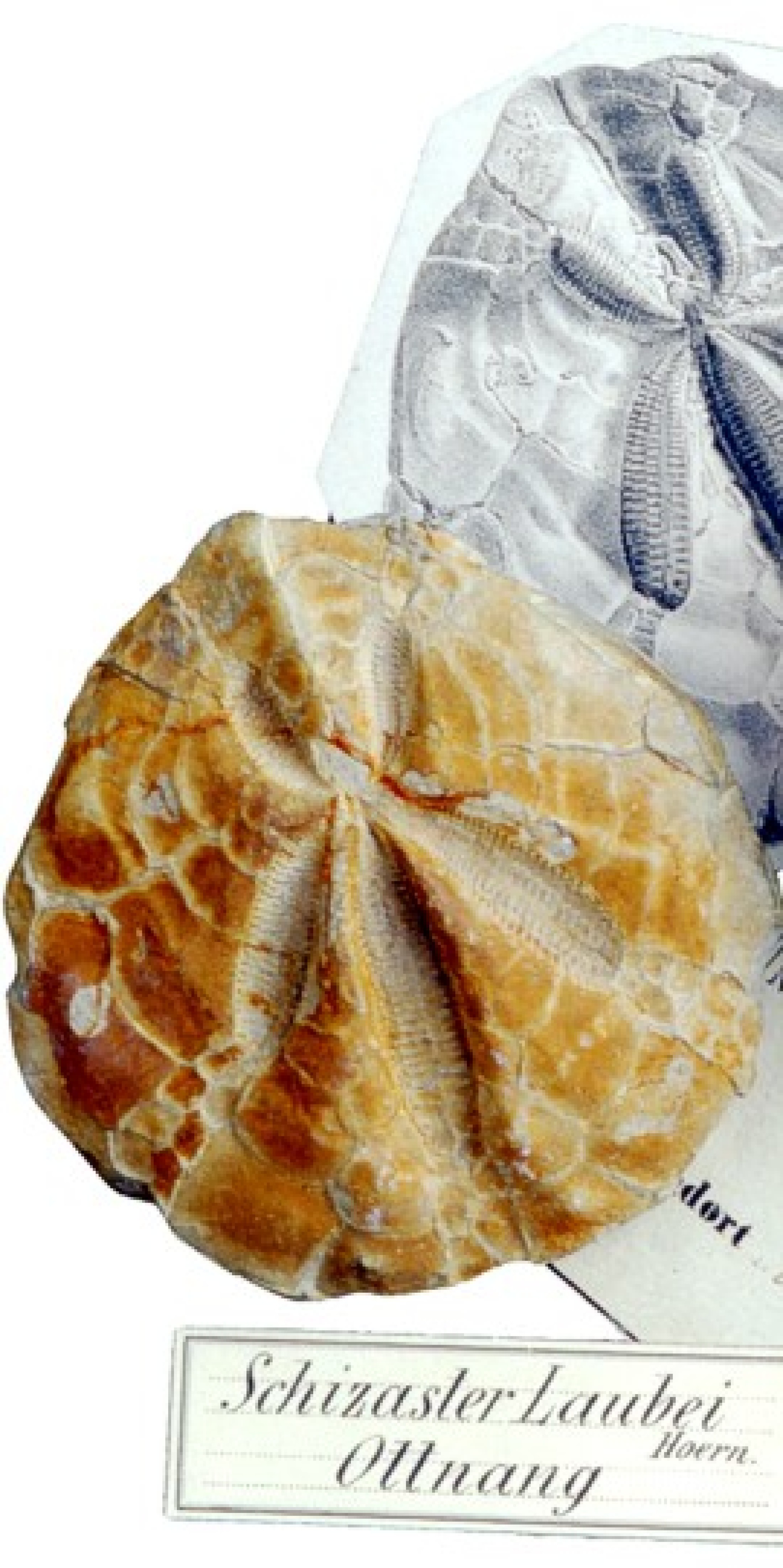 : Beschreibung und Copyright