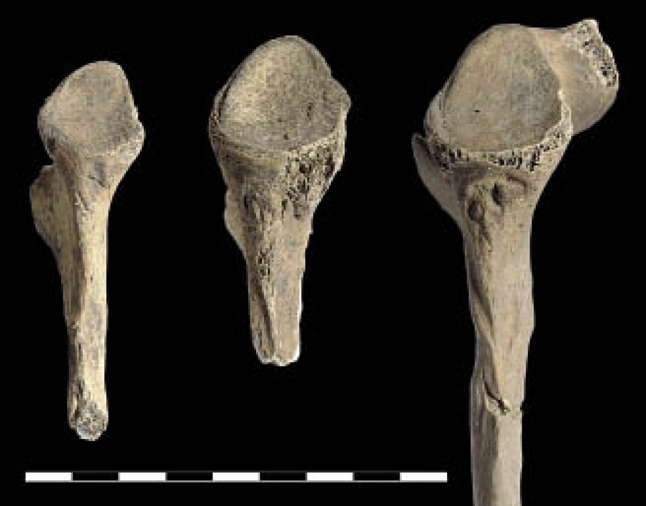 : Muskeln und Sehnen hinterlassen Spuren an den Stellen, wo sie am Knochen ansetzen. Diese Stellen werden Muskelmarken genannt. Ihr Ausprägungsgrad gibt Auskunft darüber, welche Muskelgruppen besonders beansprucht wurden. Durch die Analyse der Muskelmarken kann daher auf bestimmte Bewegungsmuster rückgeschlossen werden. Diese 3 Schulterblätter von Männern zeigen in der Ansicht von lateral, von links nach rechts, leichte, mittlere und starke Ausprägung. (Foto: W. Reichmann - NHM Wien)