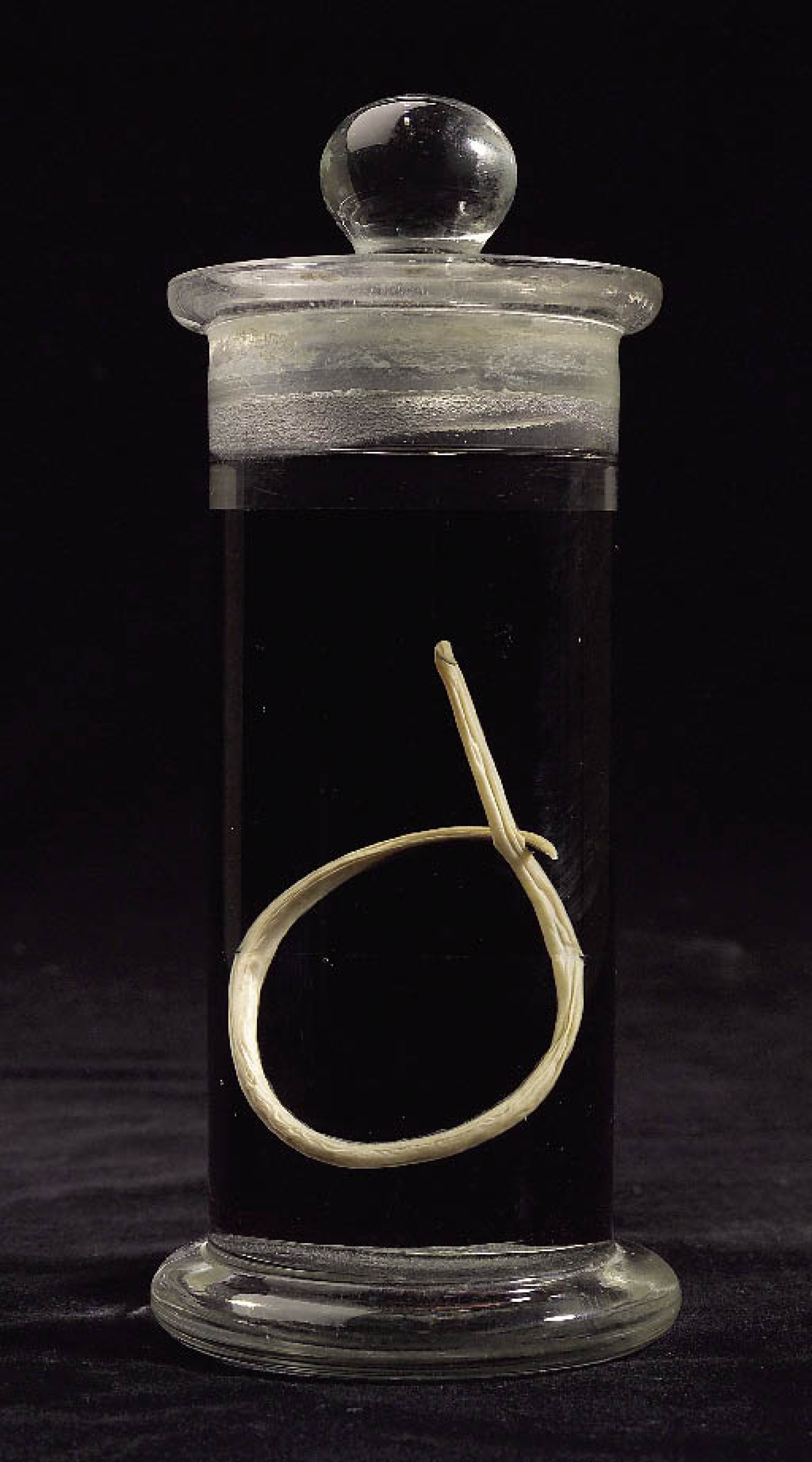 : Präparat eines Spulwurms. (Bild: A. Schumacher - NHM Wien)