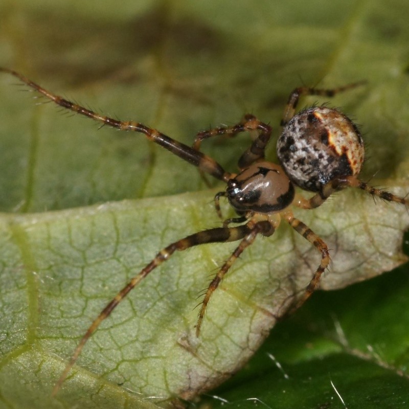 : (c) Sabine Schmitz