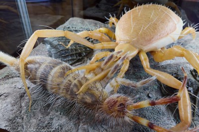 : © Naturhistorisches Museum Wien/APA-Fotoservice/Schedl