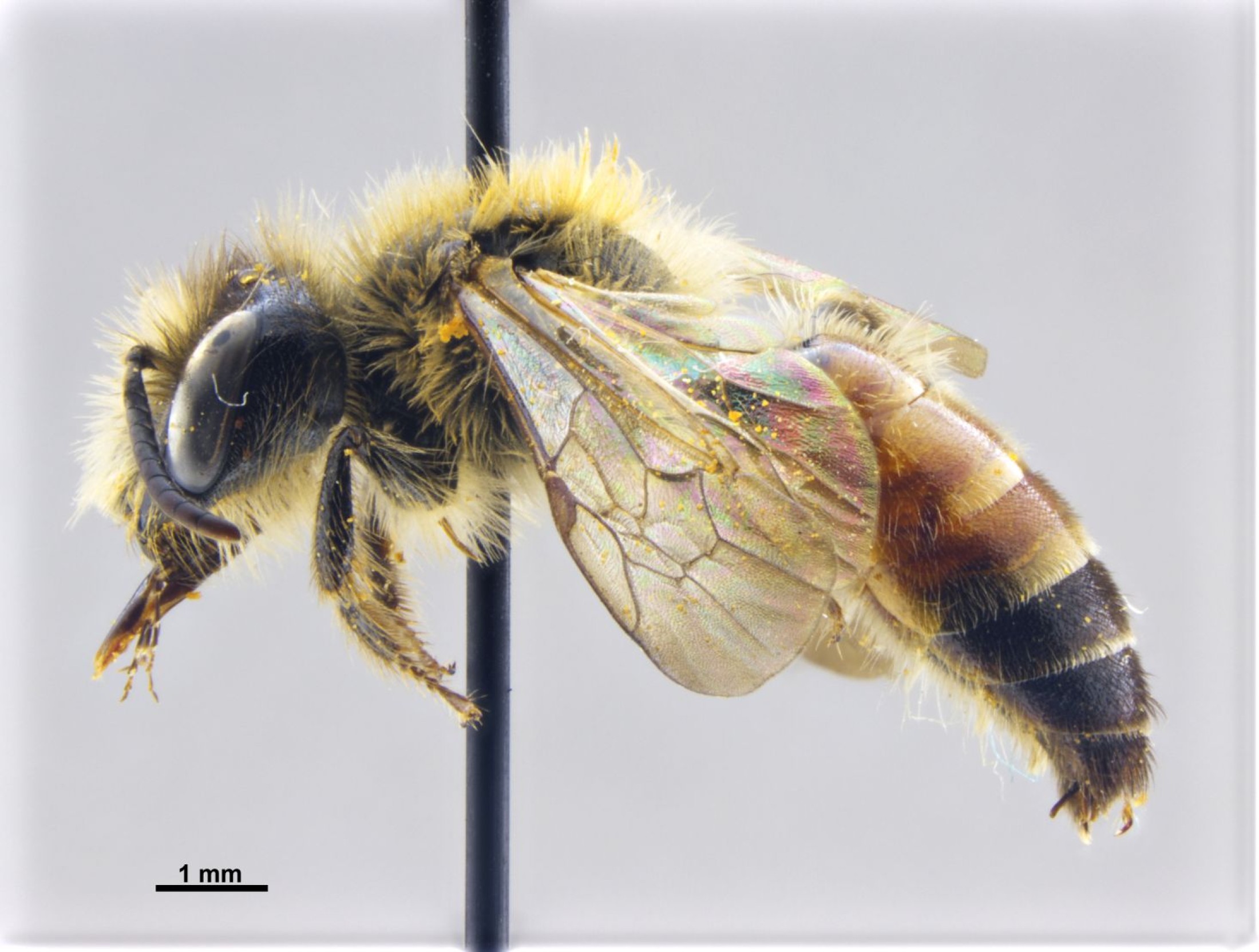 : Andrena floera test