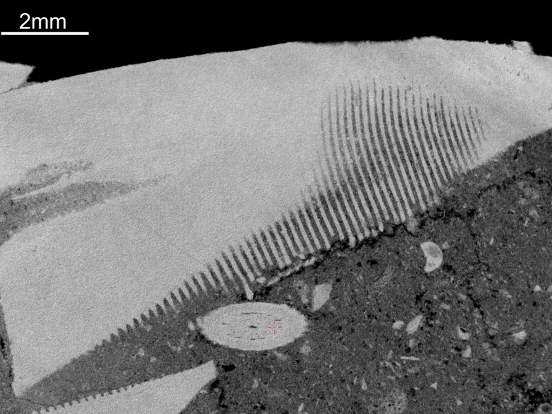 Schnittbild eines fossilen Seeigels zur Untersuchung im Gestein verborgener Internstrukturen von Fossilien. Quick-Scan (6,7 µm / 20 min): Schnittbild eines fossilen Seeigels zur Untersuchung im Gestein verborgener
Internstrukturen von Fossilien. Quick-Scan (6,7 µm / 20 min)