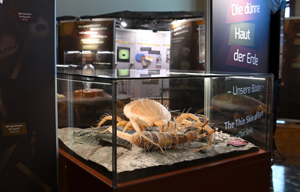 : Modell aus der Ausstellung: Raubmilbe erbeutet Springschwanz. © NHM Wien, Chloe Potter