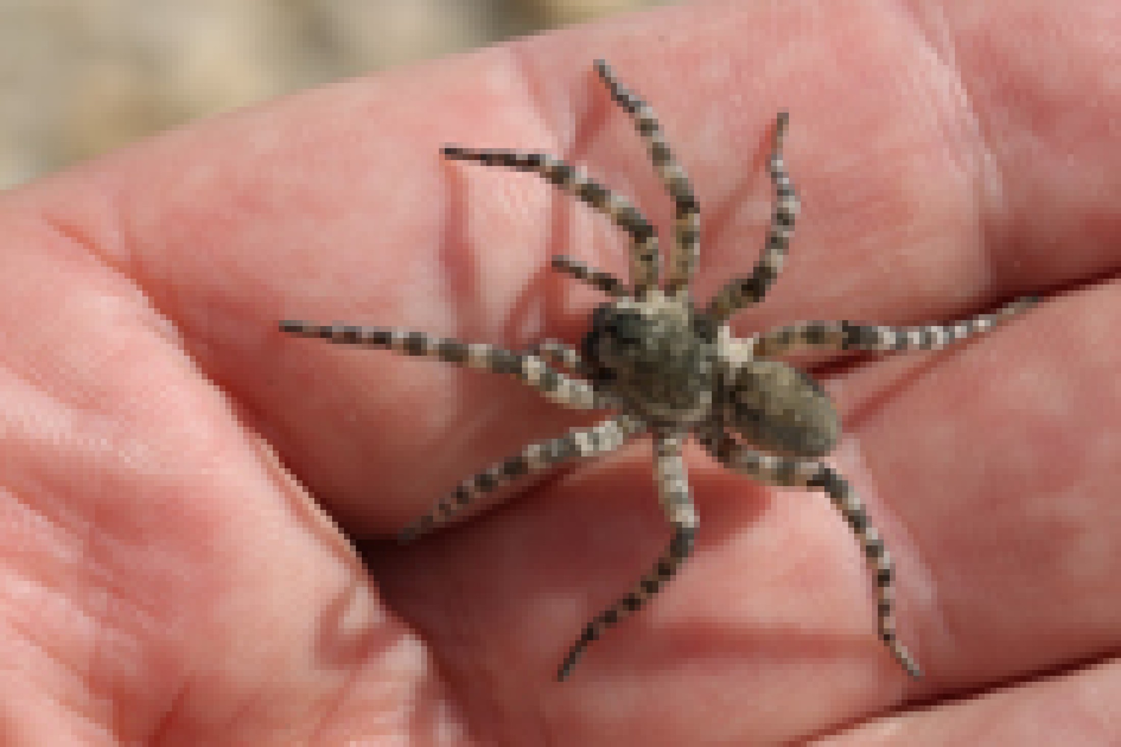 : Flussuferwolfspinne (<i>Arctosa cinerea</i>)