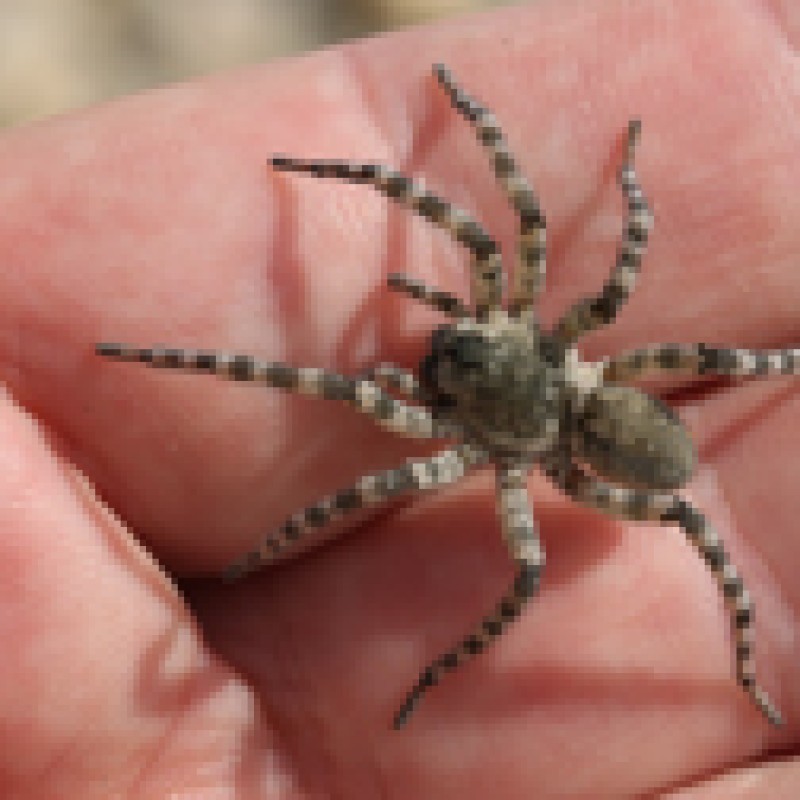 : Flussuferwolfspinne (<i>Arctosa cinerea</i>)