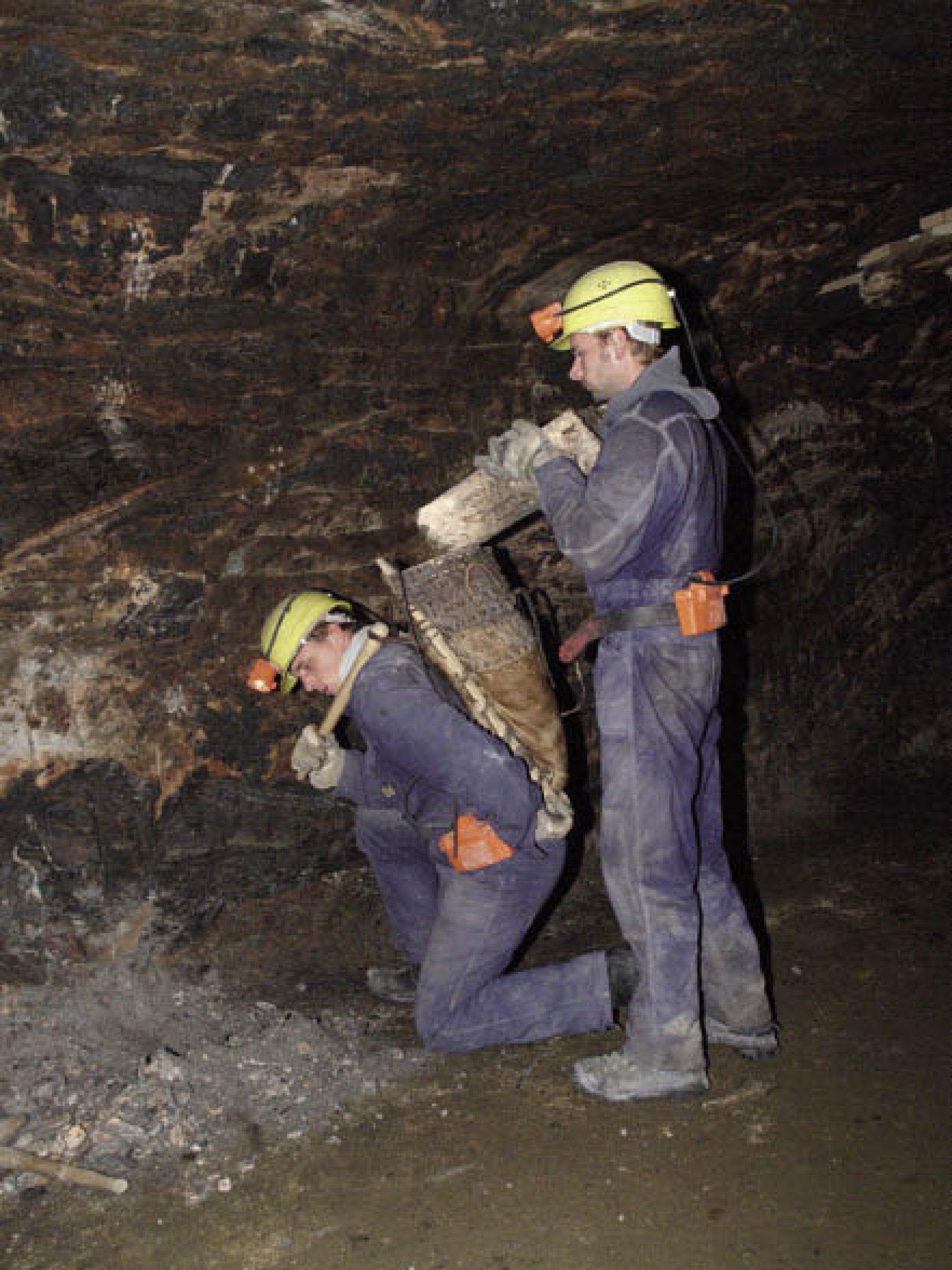 : Füllen des Haukleins mit der Schwinge in den Tragsack. (Foto: A. W. Rausch - NHM Wien)