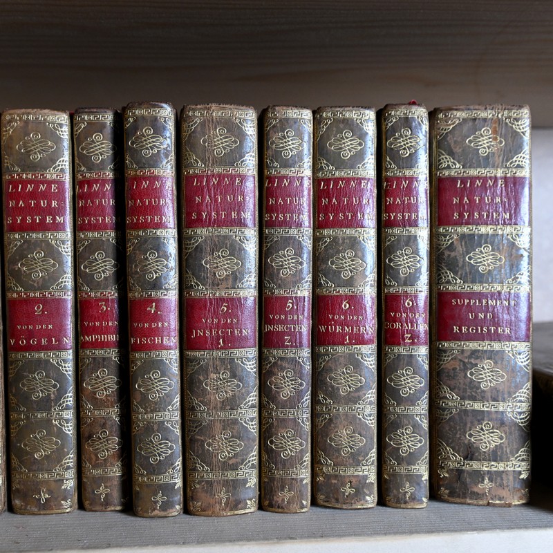 : ©NHM Wien; Chloe Potter