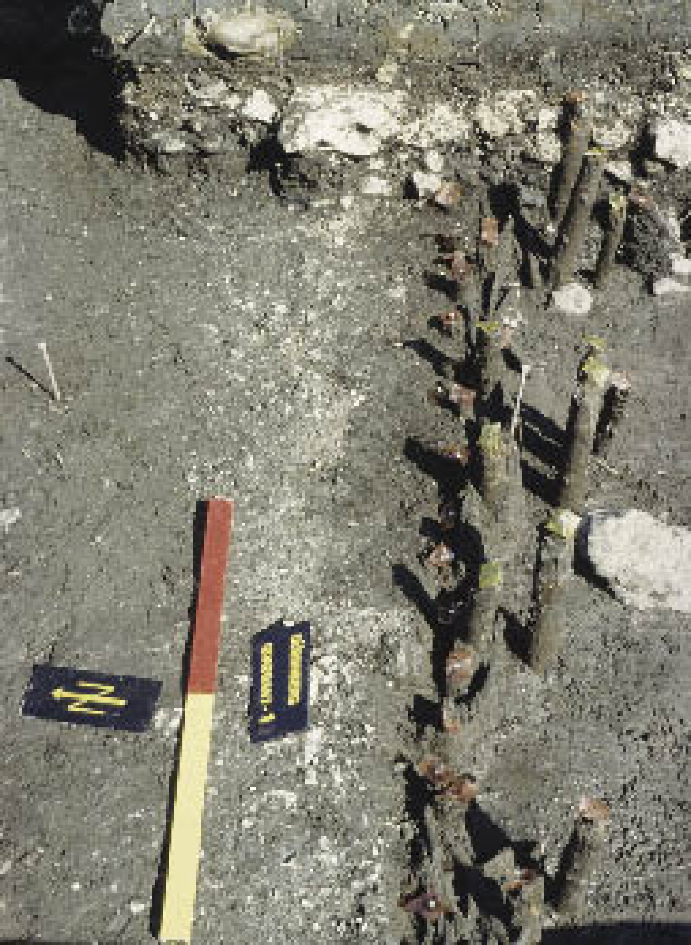 : Die Gewerbesiedlung im Ramsautal am Dürrnberg wurde, ebenso wie die Siedlung der Jüngeren Eisenzeit in Hallstatt, in sumpfigem Terrain angelegt. Daher haben sich auch hier die Einfassungen der Drainagegräben erhalten. (Bild: ÖFD Zeller)