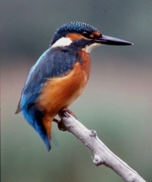 Eine Eisvogelbeobachtung zählt zu den Besonderheiten einer Tour