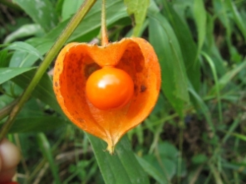 Ein leuchtender Blickfang: die "Blasenkirsche"