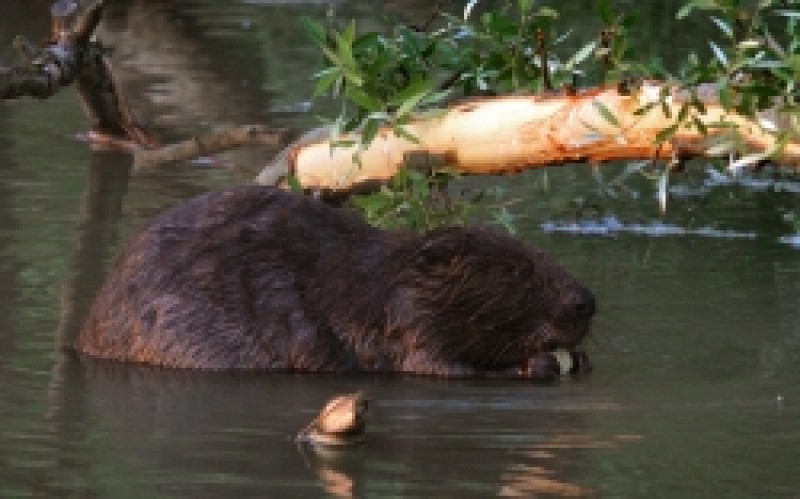 Eine seltene Begegnung mit dem zweitgrößten Nagetier der Welt: dem Biber"