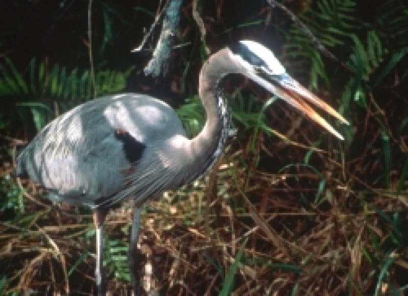 Über 15 Graureiher-Horste befinden sich in der Petroneller Au
