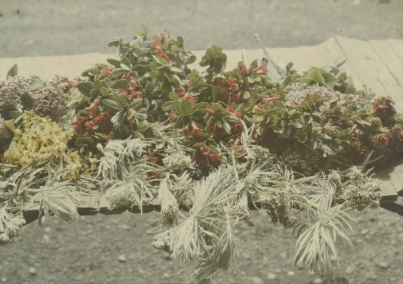 Tassilo Adam, Autochrome von Niederländisch-Indien (Indonesien)