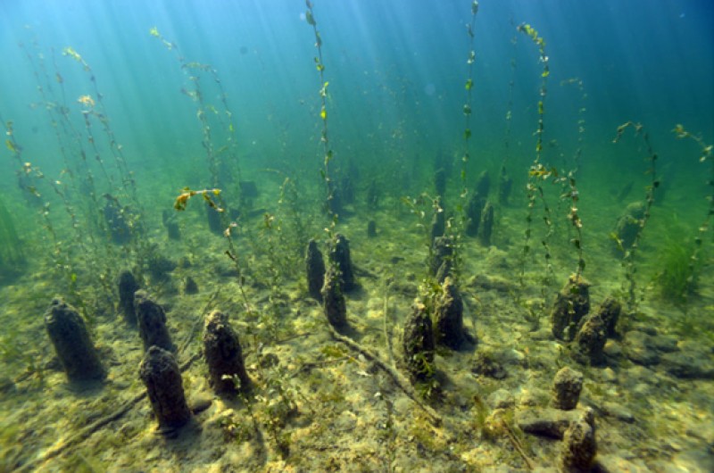 Pfahlbauten (Bild: Kuratorium Pfahlbauten)