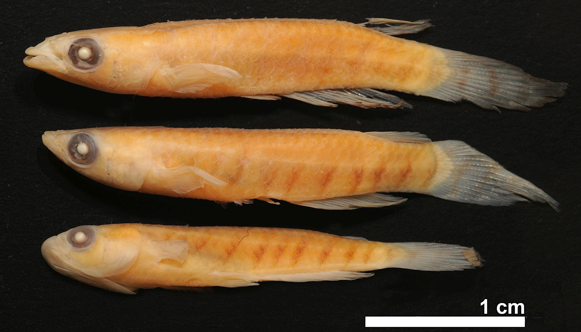 <i>Haplochilus marnoi</i>